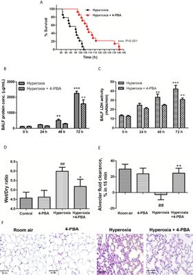 Suppression of Endoplasmic Reticulum Stress by 4-PBA Protects Against Hyperoxia-Induced Acute Lung Injury via Up-Regulating Claudin-4 Expression